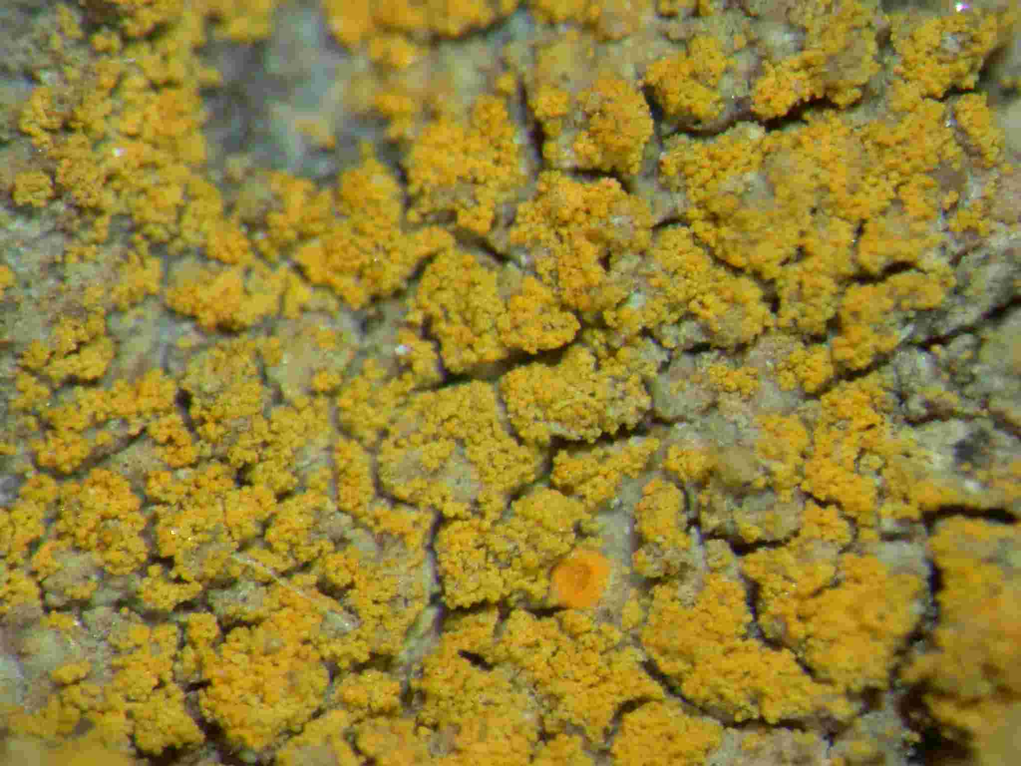 [Caloplaca citrina]